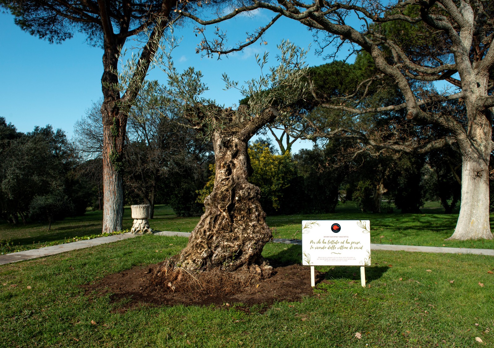 Dalla Calabria un albero d’ulivo secolare in dono al Presidente della Repubblica Mattarella in ricordo delle vittime di Covid dai giovani dell’Associazione Valentia